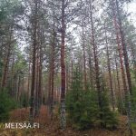 Mäntyvaltaista varttunutta kasvatusmetsää – metsäpalsta Ikaalinen Haapimaa