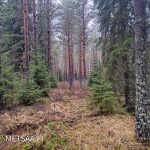 Nuorempaa kuusi- ja mäntypuustoa – metsätila Ikaalinen, myydään metsää Pirkanmaa