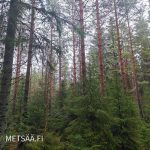 Sekapuustoinen metsäalue, näkyvissä varttuneita mäntyjä – metsätila Pirkanmaa