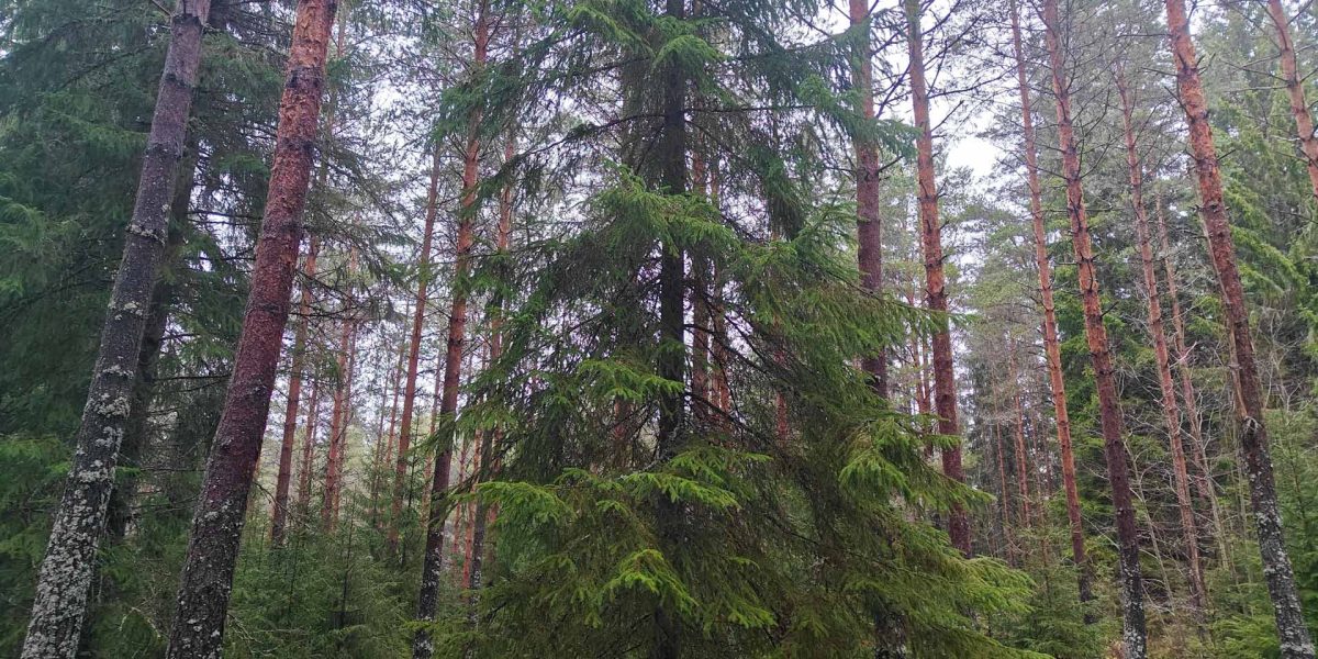 Tiheää kuusi- ja mäntysekametsää Puro-nimisellä metsätilalla – myydään metsätila Ikaalinen