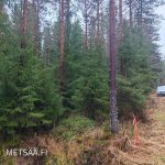 Hyväpuustoinen metsäkuvio metsätilalla Ikaalisissa – metsätila Pirkanmaa, Haapimaa