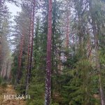 Mänty- ja kuusivaltaista varttunutta metsää – metsätila Pirkanmaa