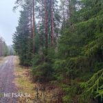 Hyvä tieyhteys metsätilalle Haapimaassa – metsäpalsta Ikaalinen