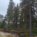 Tienvarsimetsää metsätilalla Ikaalisissa – metsätila Pirkanmaa