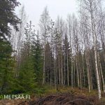 Koivikkoa ja kuusialikasvosta metsätilan rajalla – metsäpalsta Ikaalinen