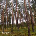 Varttunutta männikköä Ala-Tuomola III -metsätilalla, Loimaa