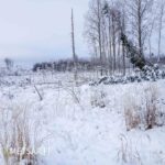 Avointa metsämaata ja lumista uudistusalaa Seinäjoen Latvassa.