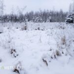 Avointa metsämaata ja lumista uudistusalaa Seinäjoen Latvassa.