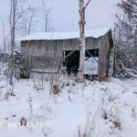 Vanha harmaa puulato metsän reunassa Seinäjoella talvella.