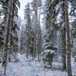 Lähikuva hoidetusta mäntymetsästä ja puunrungoista Seinäjoen kohteessa.