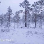 Myydään metsätila Seinäjoki – Varttunutta mäntymetsää talvisessa Tiinumäessä.