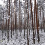 Metsäsijoitus Seinäjoki – Luminen suomainen metsämaisema ja nuorta mäntyä.