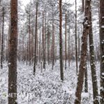 Näkymä metsätilan puustoon ja talviseen maastoon Seinäjoella.