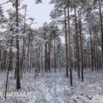 Hoidettua mäntymetsää ja lumista aluskasvillisuutta Seinäjoella.