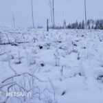 Avointa metsämaata ja lumista uudistusalaa Seinäjoella