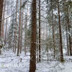 Korkeaa sekametsää ja talvista metsätunnelmaa Seinäjoen Tiinumäessä.