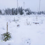 Pieni kuusentaimi lumisella uudistusalalla Seinäjoella.