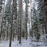 Varttunutta kasvatusmetsää ja suoria runkoja Seinäjoen metsäkohteessa.