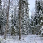 Tiheää kuusivaltaista metsää ja lumisia puita Seinäjoella.