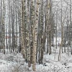 Koivikkoa ja lehtipuustoa Kovelahden koulun tontilla, puustoa noin 90 m3.