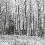 Koivikkoa ja lehtipuustoa Kovelahden koulun tontilla, puustoa noin 90 m3.