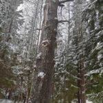 tukkipuuta ja uudistuskypsää metsää talvisessa maisemassa.