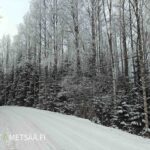 Metsätila Lähteenmäki Ikaalinen Riitiala – talvinen tie ja järeää puustoa tien varressa.