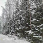 Tieyhteys myytävälle metsätilalle Ikaalisten Riitialassa talvisen metsän keskellä.