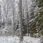 Myydään metsätila Ikaalinen Lähteenmäki – tukkipuuta ja uudistuskypsää metsää talvisessa maisemassa.