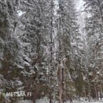 järeää kuusikkoa Lähteenmäen tilalla Ikaalisissa.