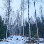 Talvinen näkymä koivikkoon, metsätilat Hamppunen ja Jylhä Hämeenkyrö.