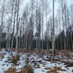 Valoisaa koivikkoa ja talvinen kasvupaikka, metsätila Hamppunen ja Jylhä.