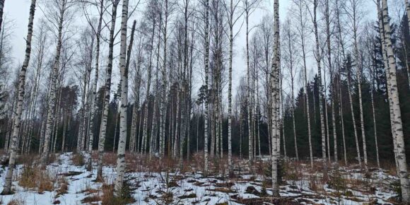 Valoisaa koivikkoa ja talvinen kasvupaikka, metsätila Hamppunen ja Jylhä.