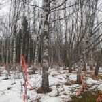 Rajamerkittyä koivikkoa ja talvinen metsämaisema metsätilalla Hamppunen ja Jylhä, Hämeenkyrö.