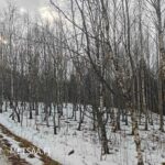 Talvinen näkymä koivikkoon, metsätilat Hamppunen ja Jylhä Hämeenkyrö.