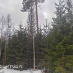 Nuorta kuusikkoa ja hyväkuntoinen metsätieyhteys Hämeenkyrön Vesajärvellä.