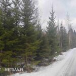 Tasaista kuusivaltaista metsää tien varrella, myytävää metsää Pirkanmaalla.