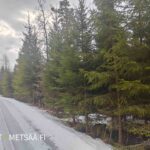 Järeää havupuustoa ja sekametsää Hämeenkyrön metsätilalla.