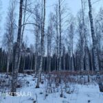 Tiheää koivikkoa ja hoidettua metsämaata, metsätila Pirkanmaa.