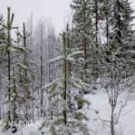 Nuorta mäntytaimikkoa lumisessa maastossa Vimpelin metsäkohteella.