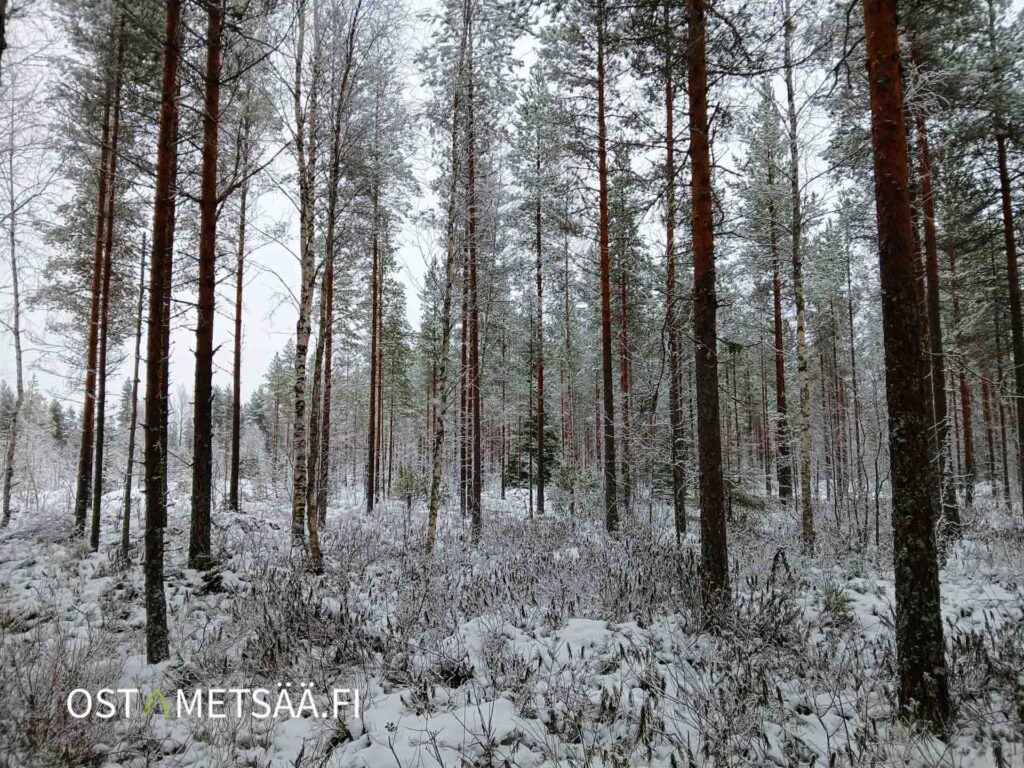 Varttunutta mäntymetsää ja suoria runkoja Vimpelin Saunasaari-tilalla talvella.