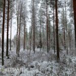 Varttunutta mäntymetsää ja suoria runkoja Vimpelin Saunasaari-tilalla talvella.