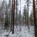 Mäntyvaltaista kasvatusmetsää ja lumista aluskasvillisuutta Vimpelin metsäkohteessa.