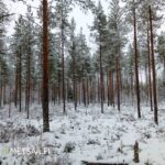 Tiheää ja hoidettua nuorta metsää lumisena päivänä Vimpelin Hallapurossa.