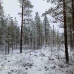 Talvinen metsämaisema Vimpelistä, jossa näkyy tilan nuorta kasvatusmetsää.