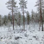 Näkymä Suolasalmen metsätien varrelta Vimpelin metsätilan puustoon.