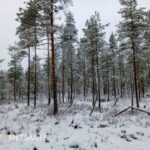 Talvinen näkymä Vimpelin Saunasaari-metsätilan nuoreen mäntyvaltaiseen puustoon.