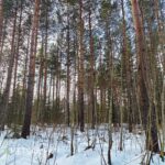 Varttunutta taimikkoa myytävällä metsätilalla Ikaalisissa