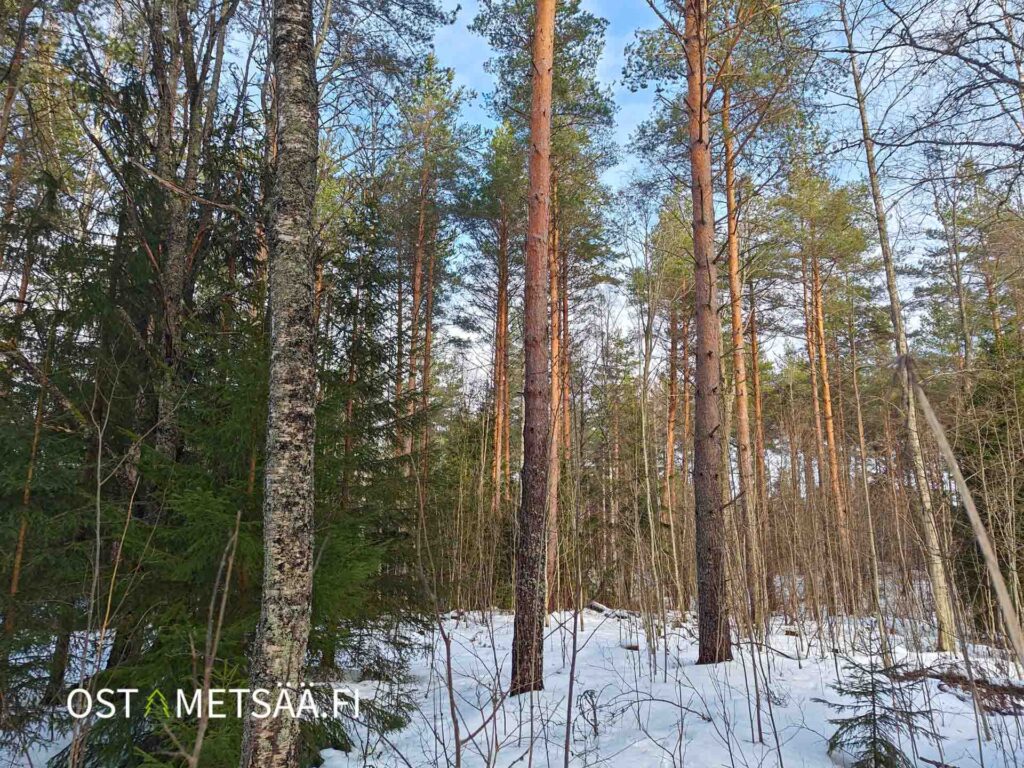 Tilan tukkipuuston osuus on 56 %, kuvassa varttunutta kasvatusmetsää ja lumipeitteinen maa, myydään metsätila ikaalinen