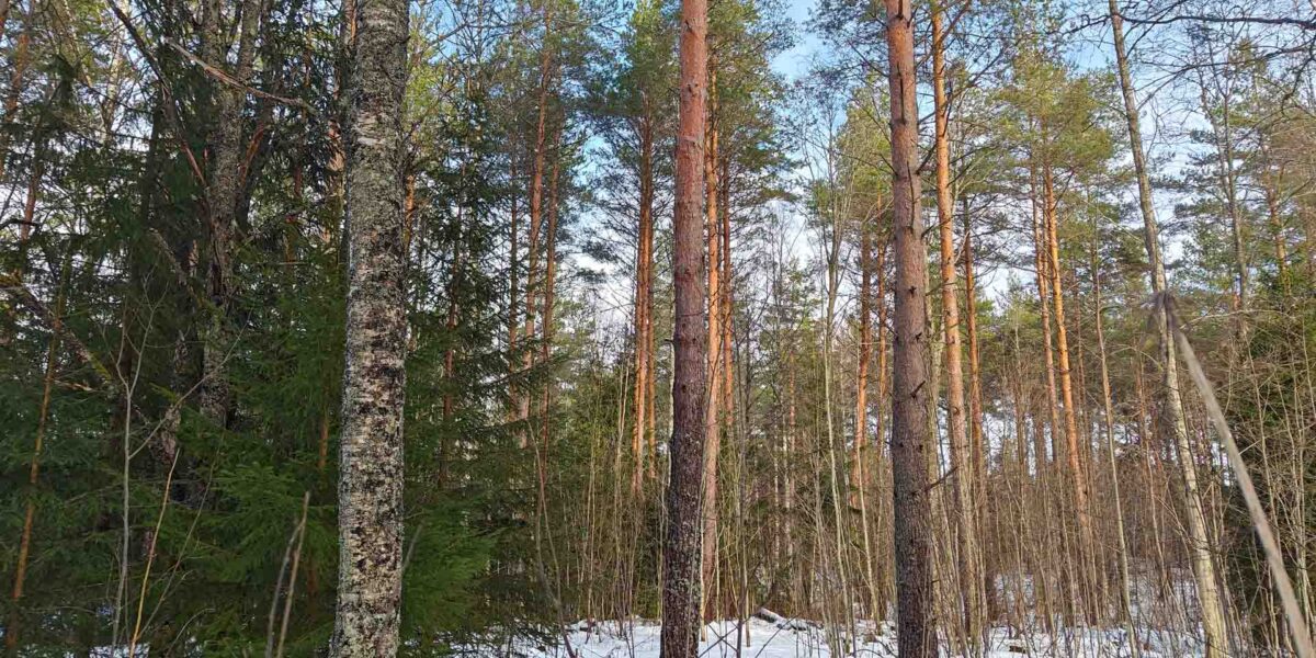 Tilan tukkipuuston osuus on 56 %, kuvassa varttunutta kasvatusmetsää ja lumipeitteinen maa, myydään metsätila ikaalinen